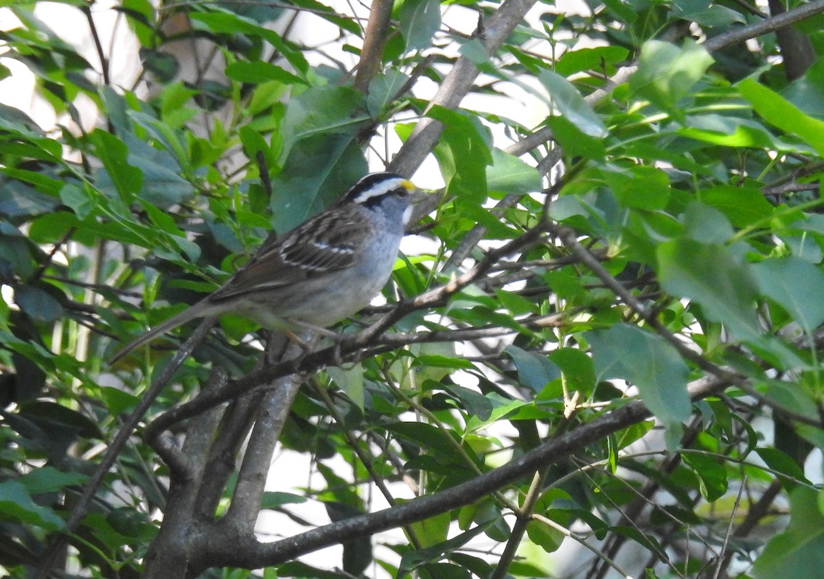 White-throated Sparrow - ML618460503