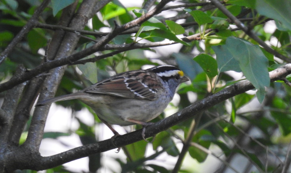 White-throated Sparrow - ML618460504