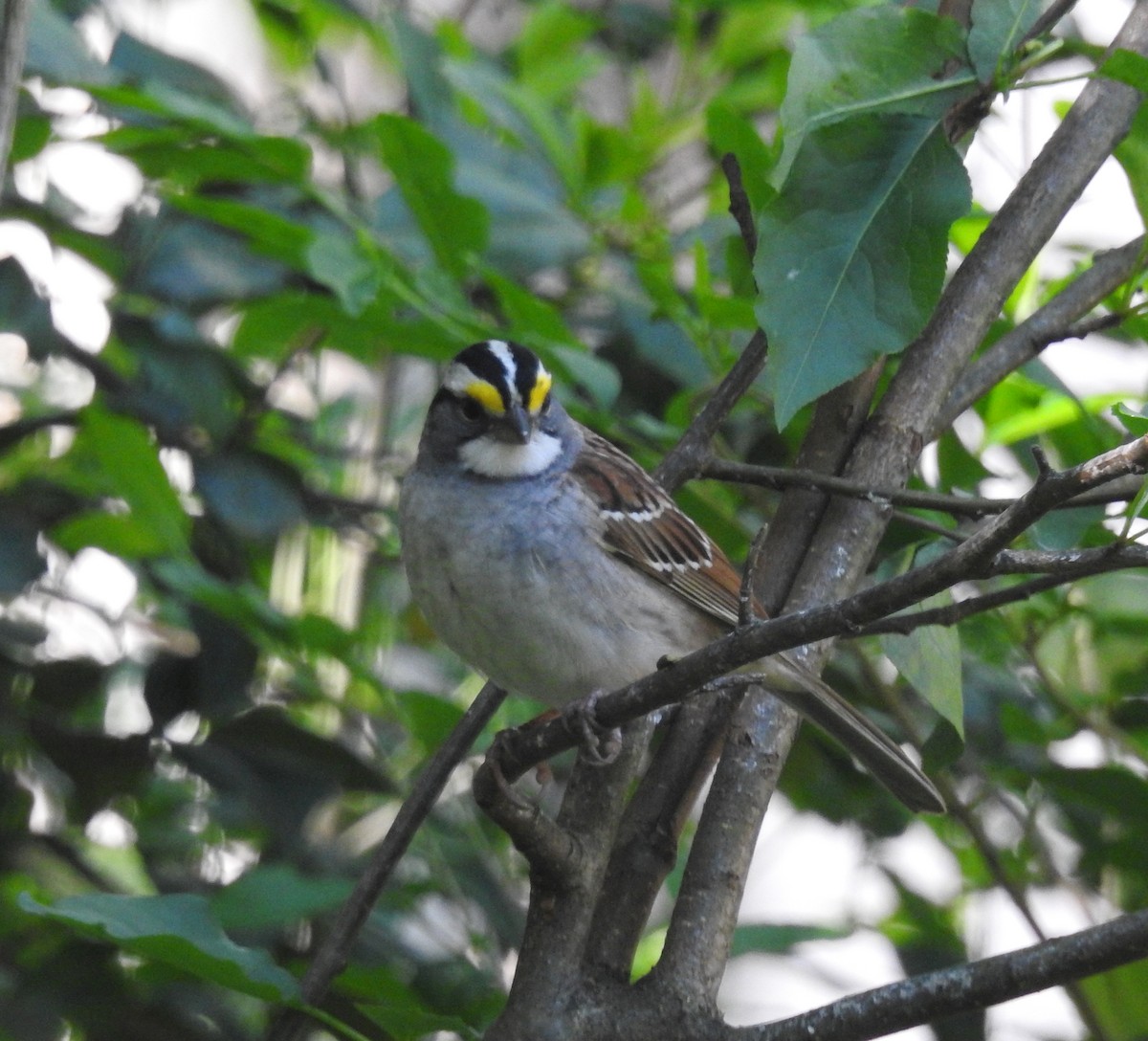 White-throated Sparrow - ML618460505