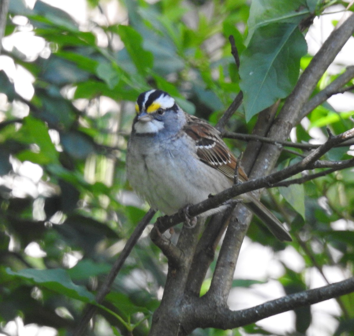 White-throated Sparrow - ML618460506