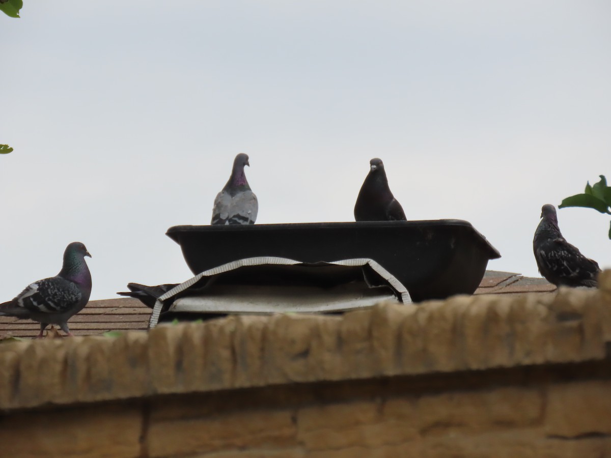 Rock Pigeon (Feral Pigeon) - ML618460570