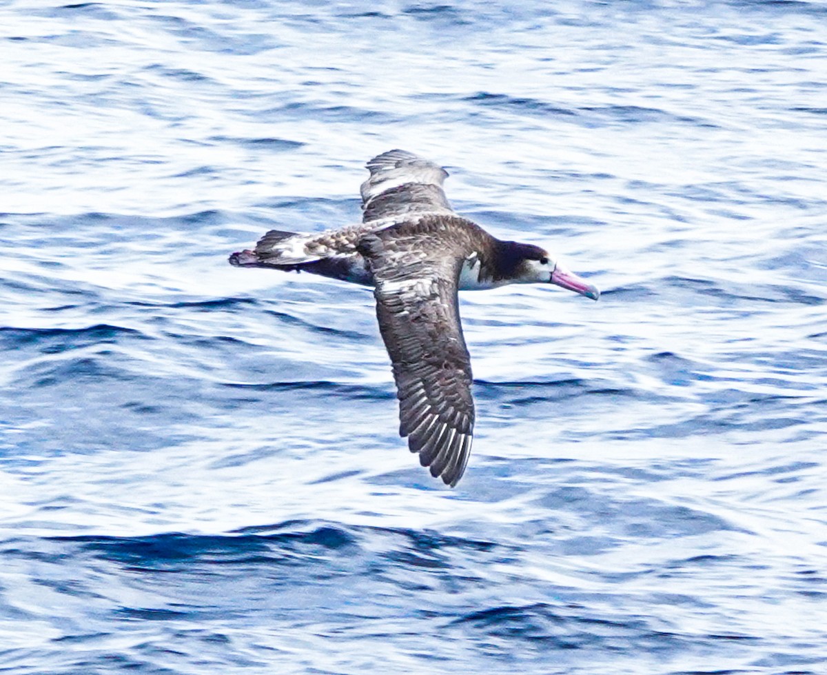 Short-tailed Albatross - ML618460576