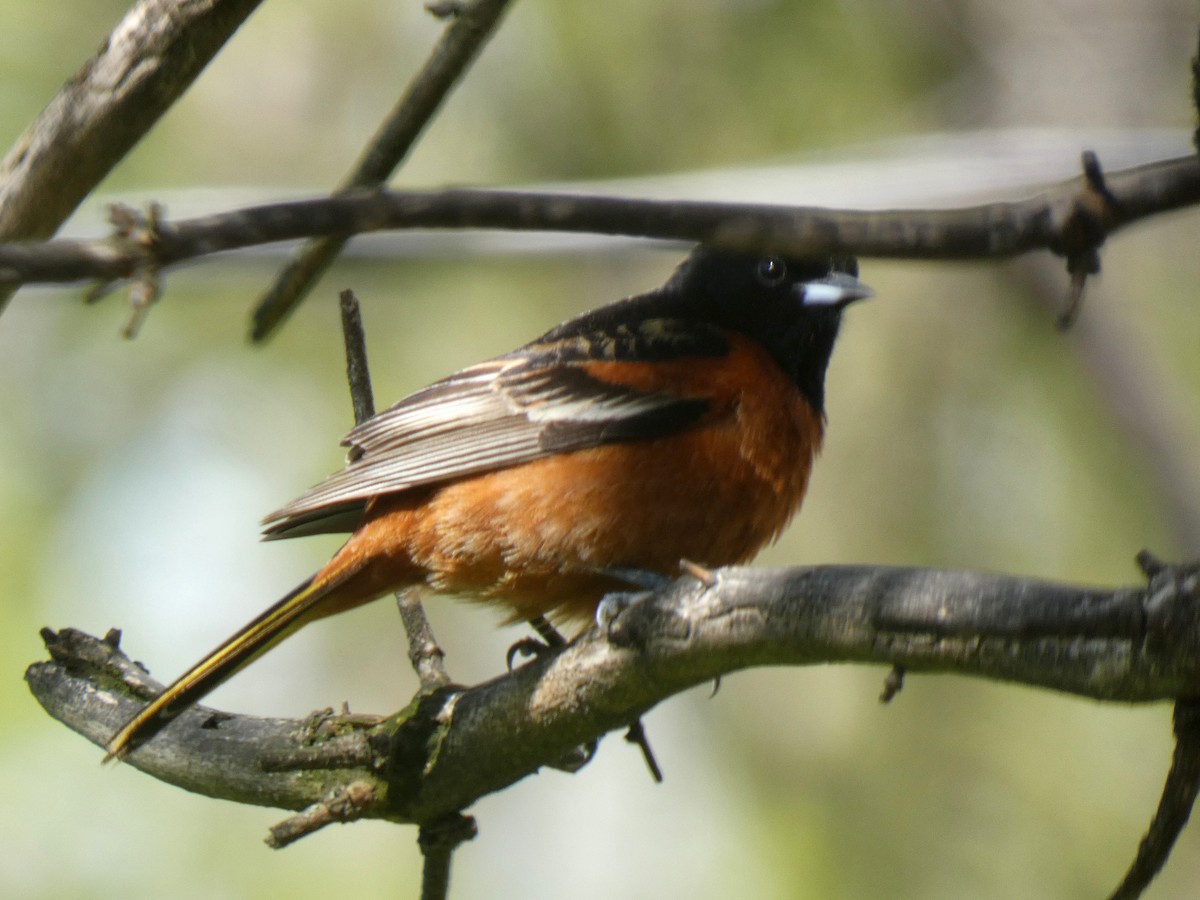 Orchard Oriole - ML618460607