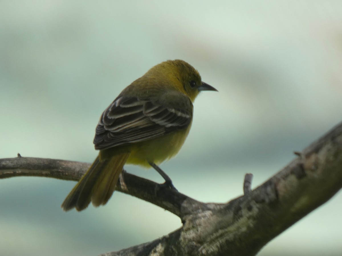 Orchard Oriole - ML618460609