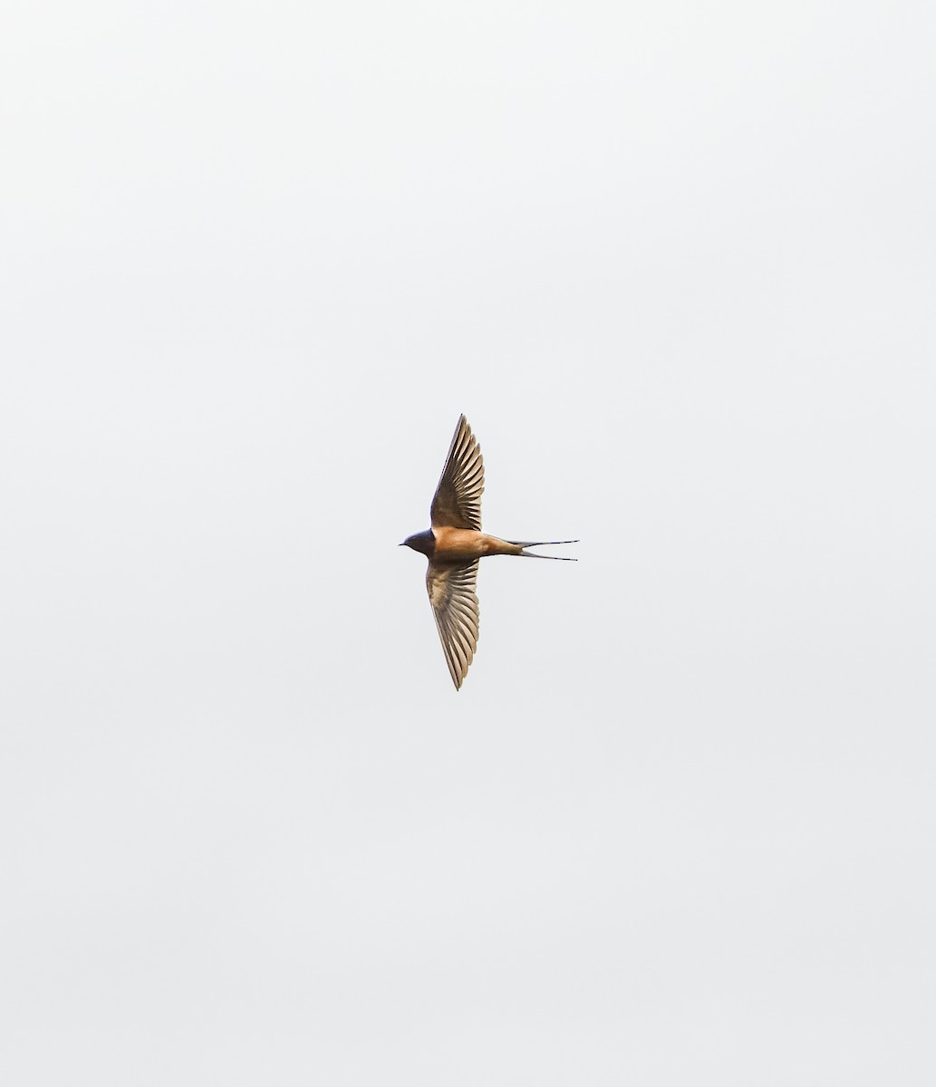 Barn Swallow - ML618460624