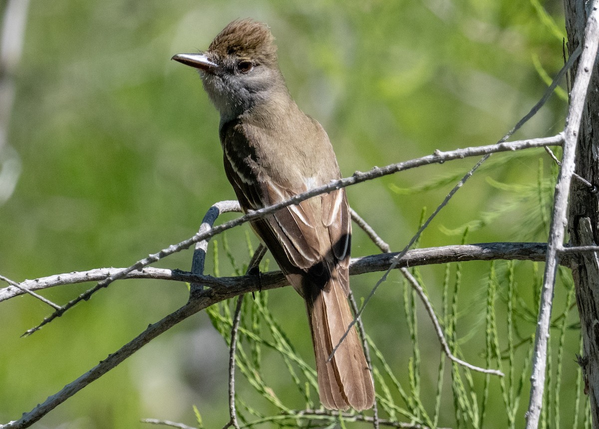 Great Crested Flycatcher - ML618460629
