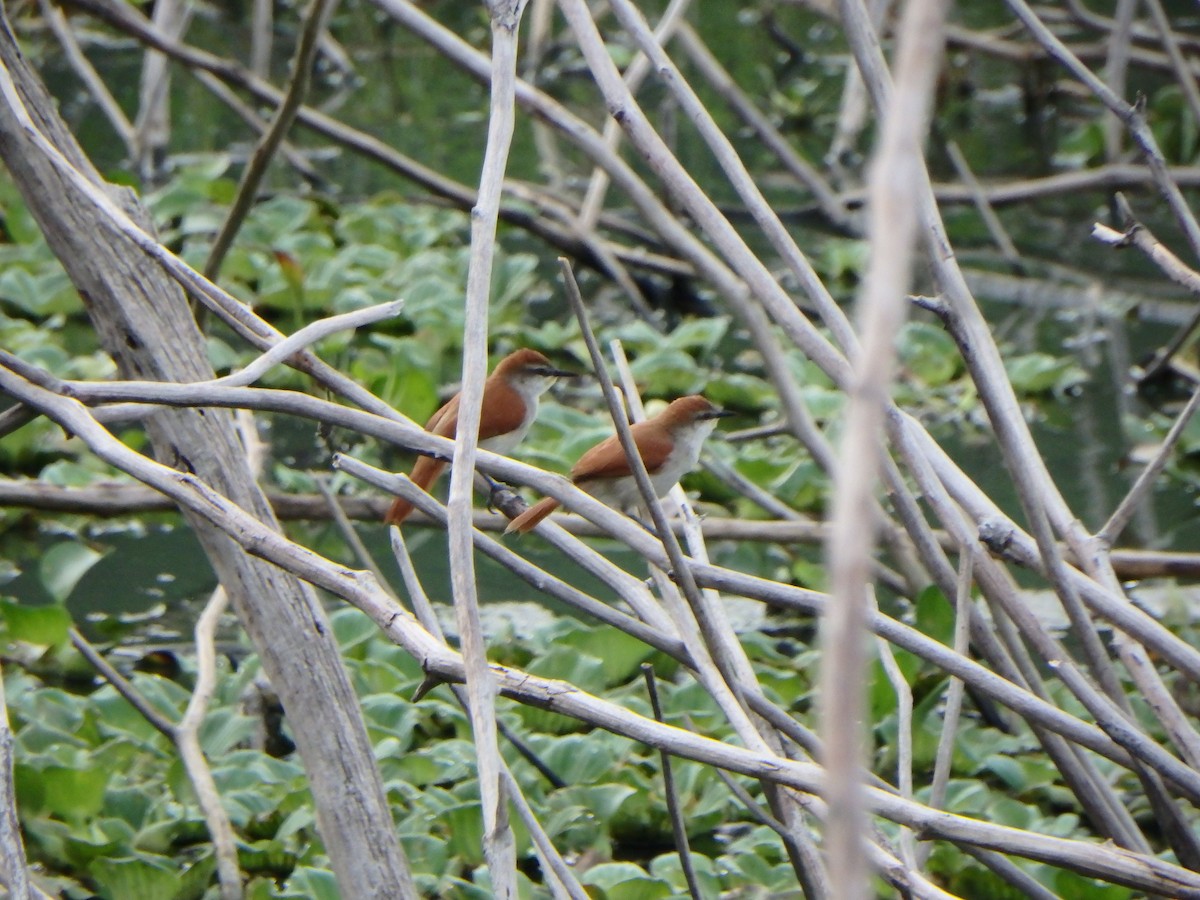 Yellow-chinned Spinetail - ML618460632