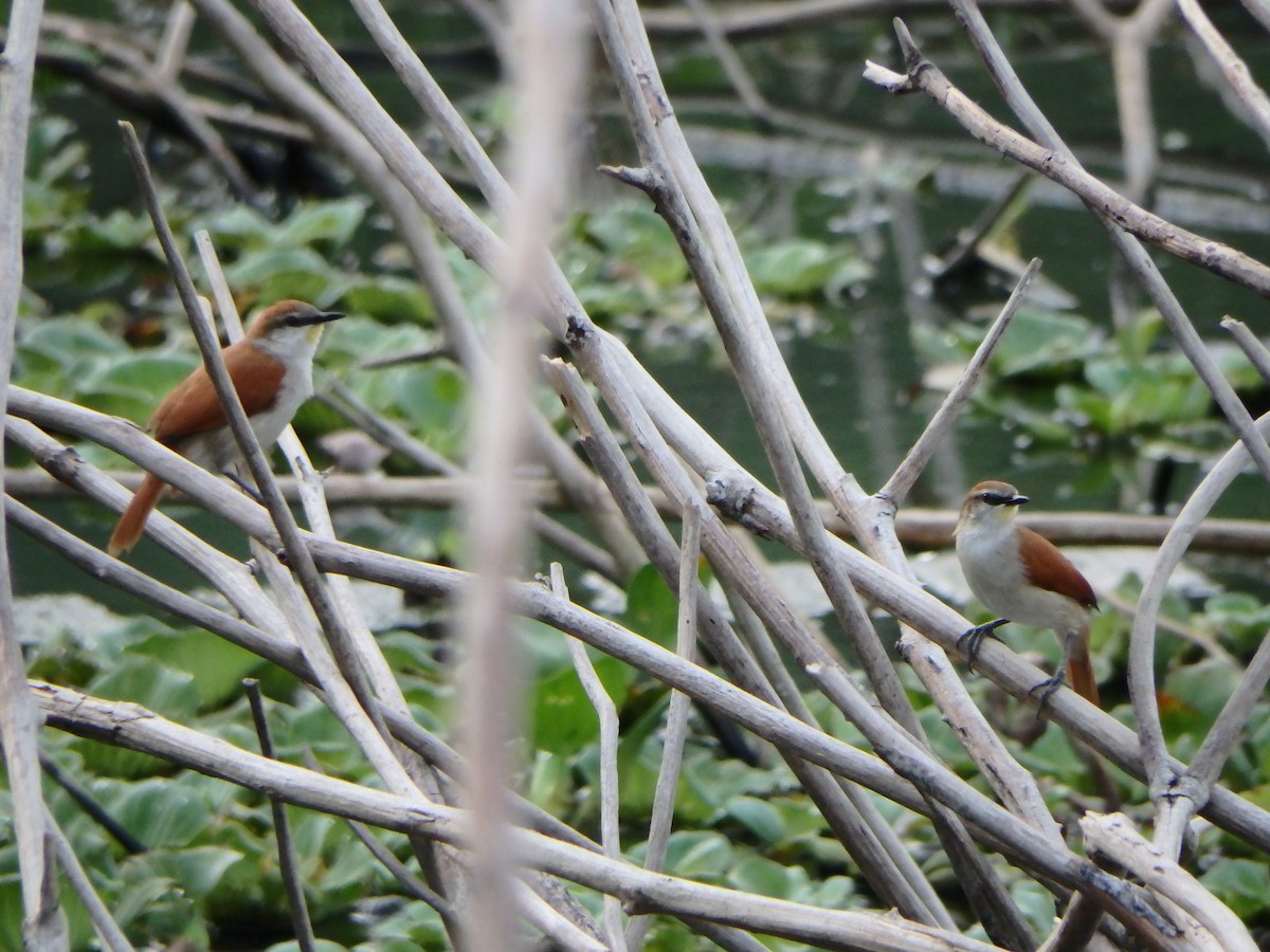 Yellow-chinned Spinetail - ML618460633
