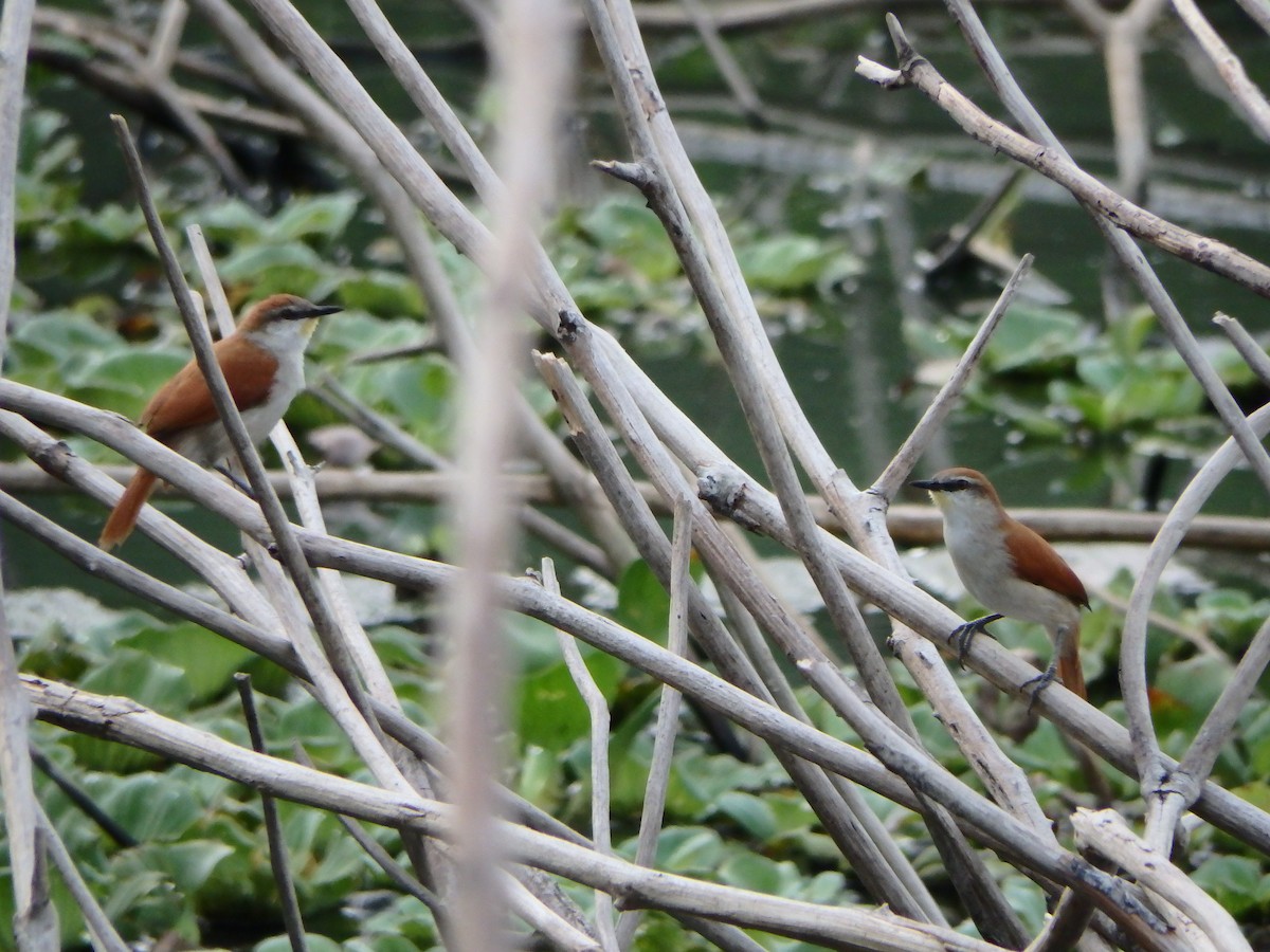Yellow-chinned Spinetail - ML618460637