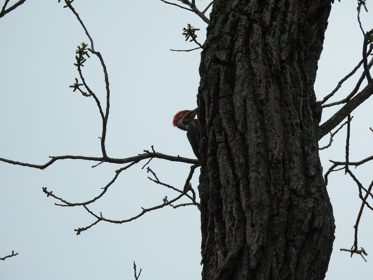 Pileated Woodpecker - ML618460648