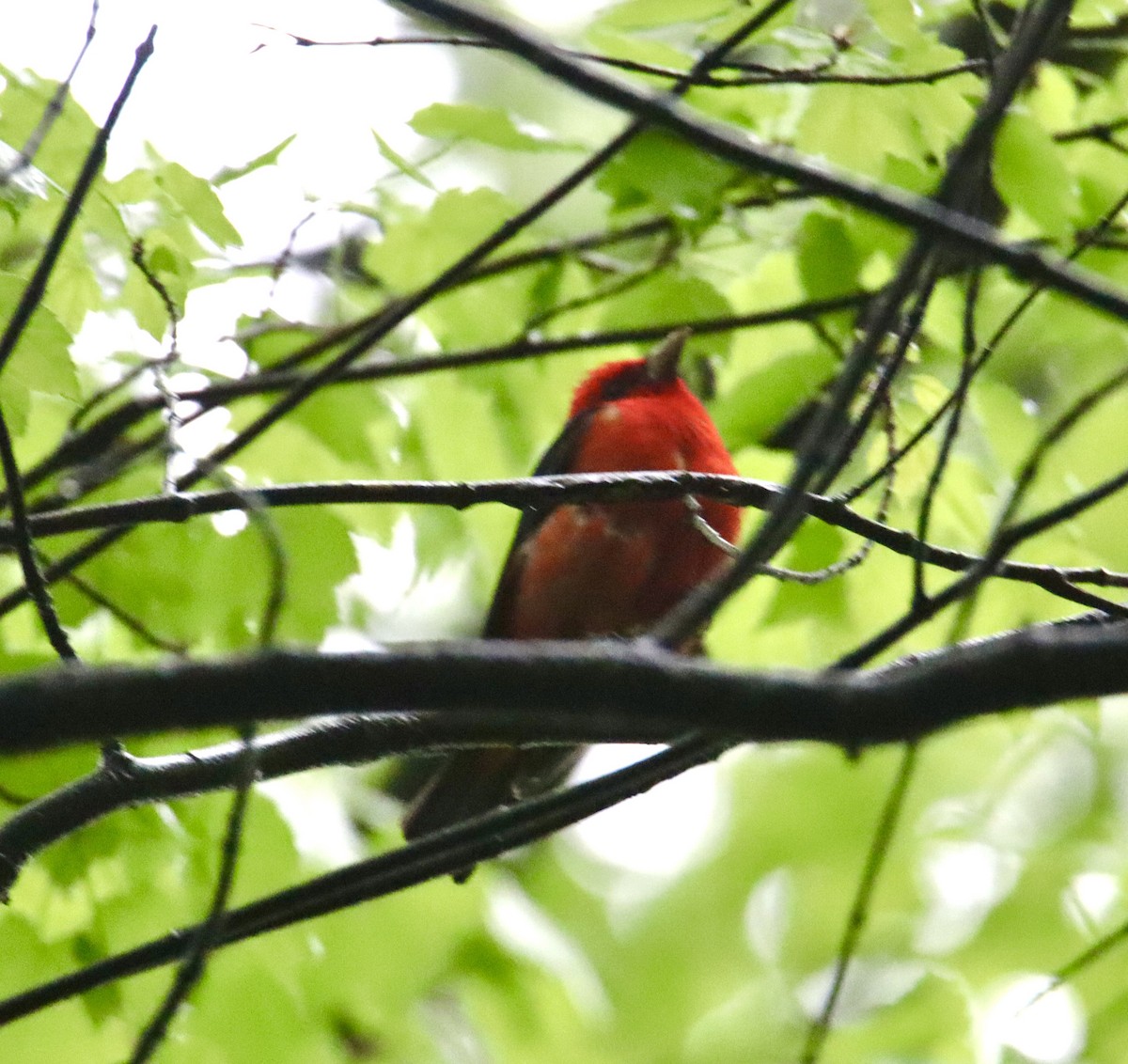 Scarlet Tanager - ML618460651