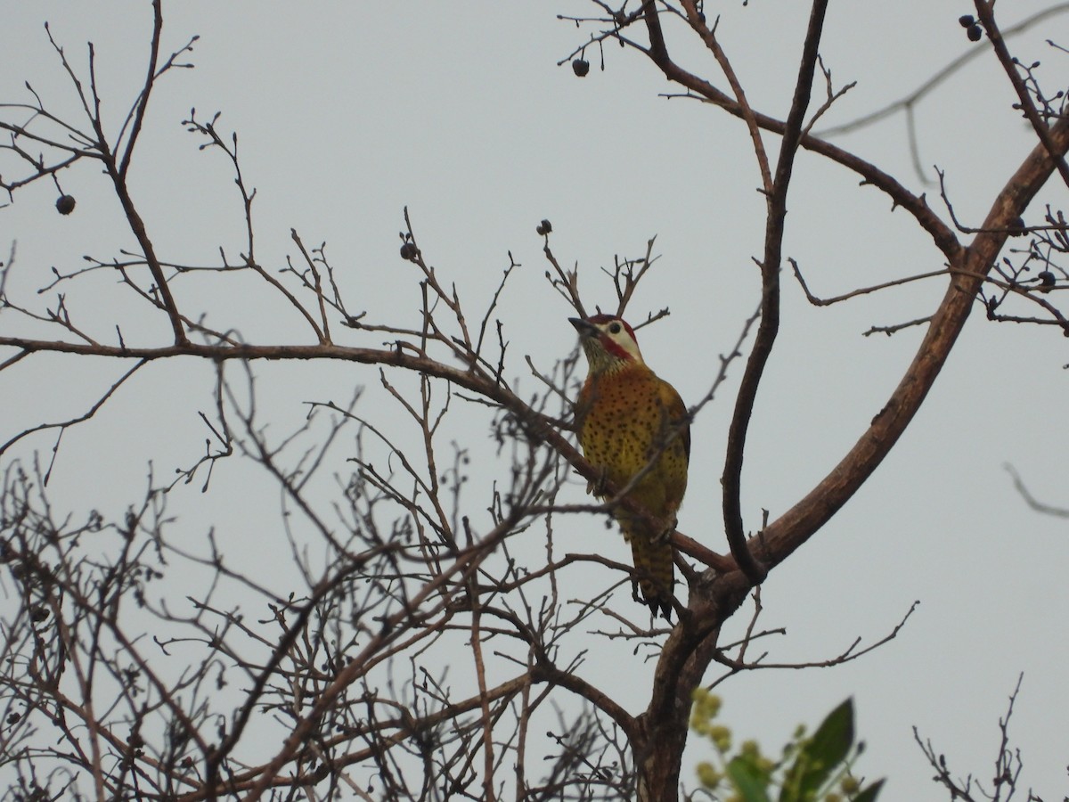 Spot-breasted Woodpecker - ML618460741
