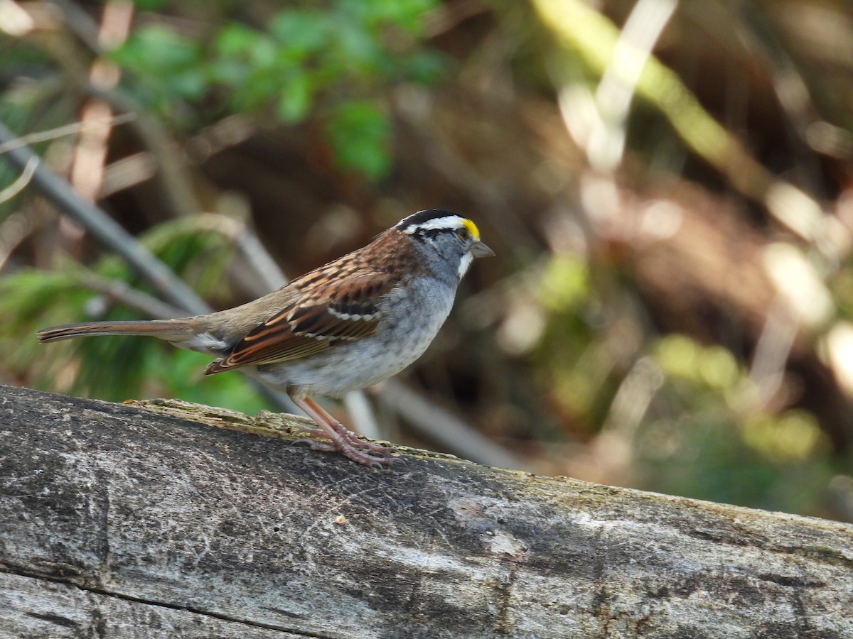 White-throated Sparrow - ML618460744