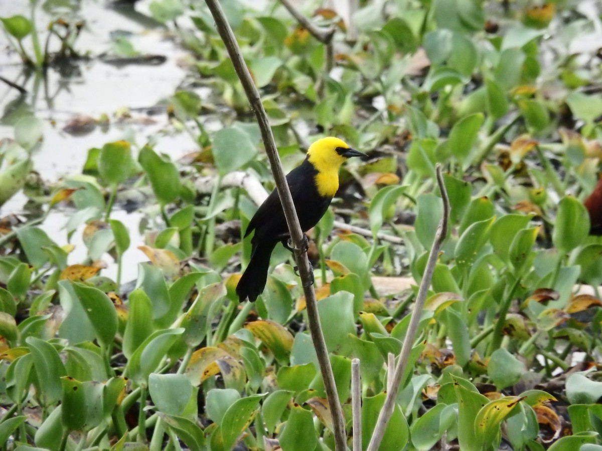 Yellow-hooded Blackbird - ML618460763