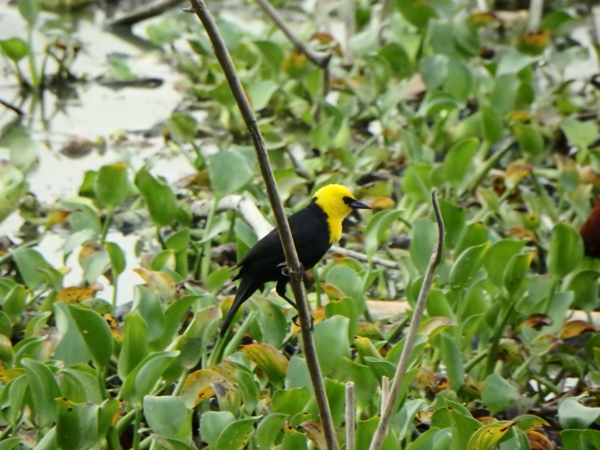 Yellow-hooded Blackbird - ML618460769
