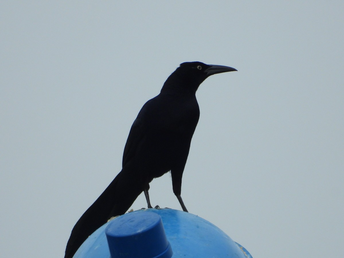 Great-tailed Grackle - ML618460783