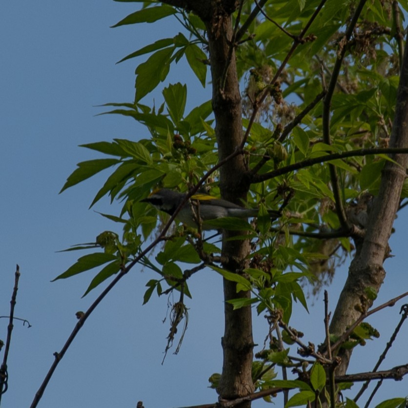 Golden-winged Warbler - ML618460807