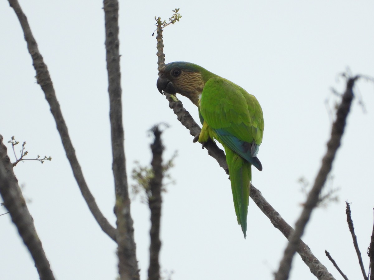 Brown-throated Parakeet - ML618460818
