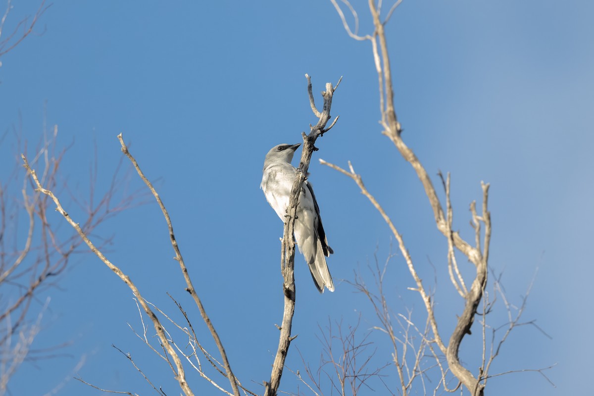 White-bellied Cuckooshrike - Ian Shrubsole