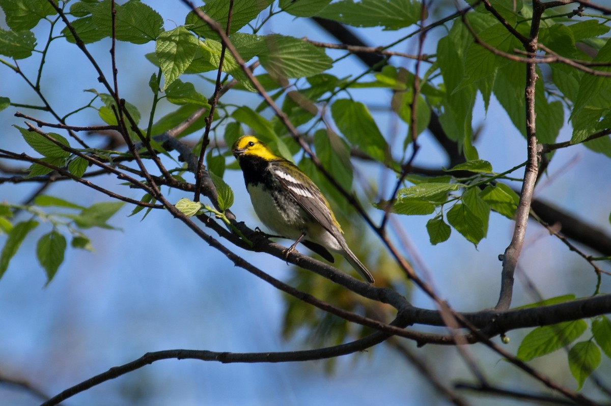 Black-throated Green Warbler - William Pixler