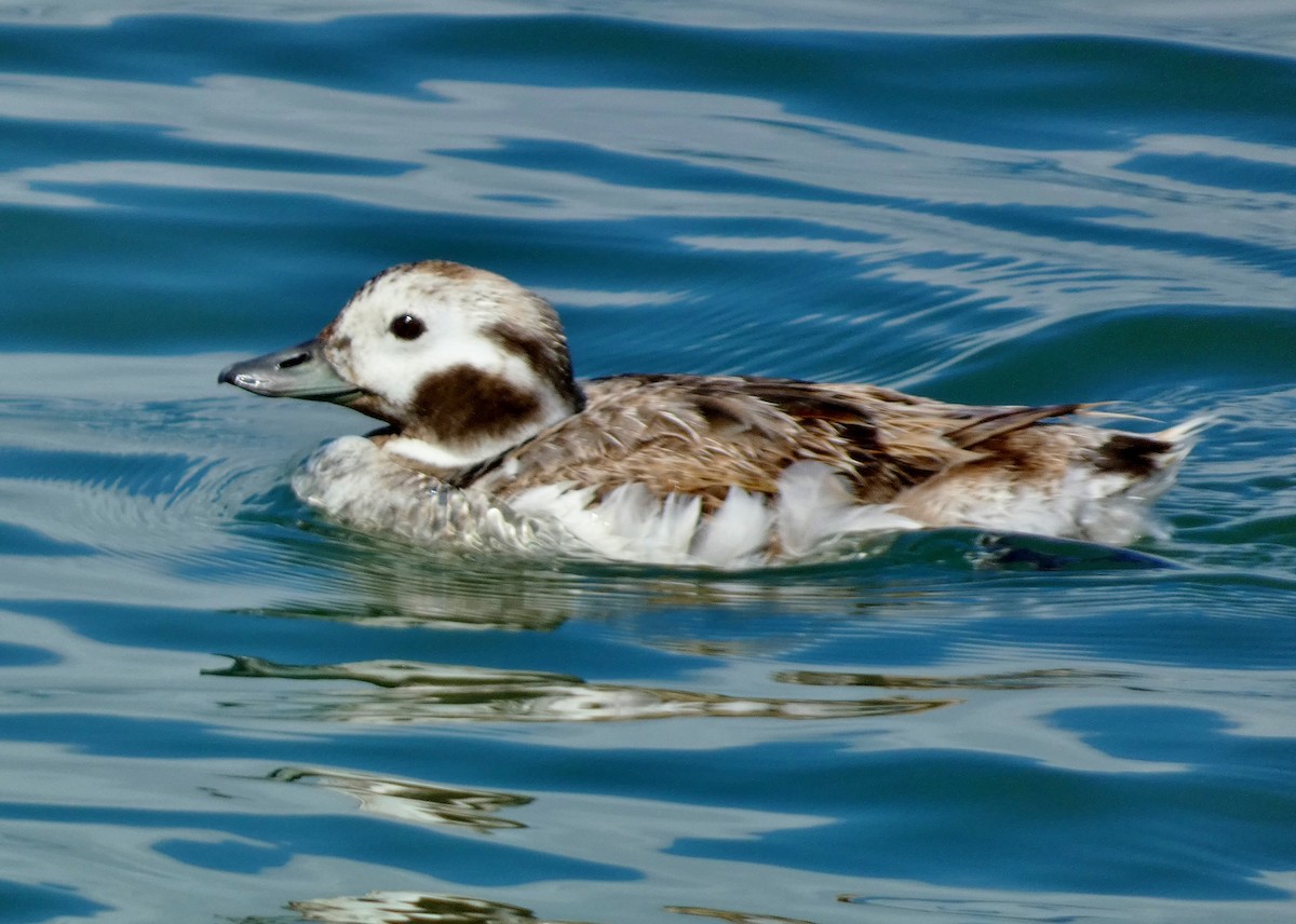 Long-tailed Duck - ML618460914