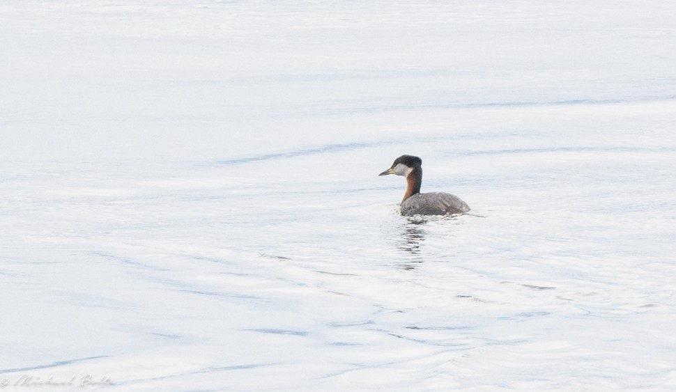 Red-necked Grebe - ML618460925