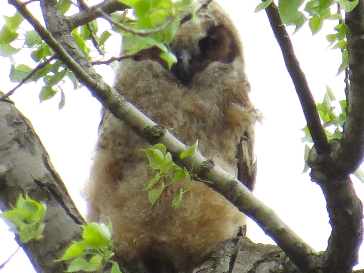 Great Horned Owl - ML618460947