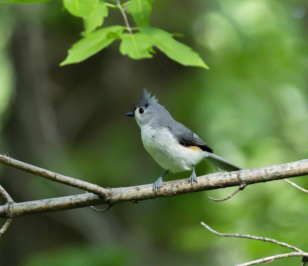Tufted Titmouse - James McCall