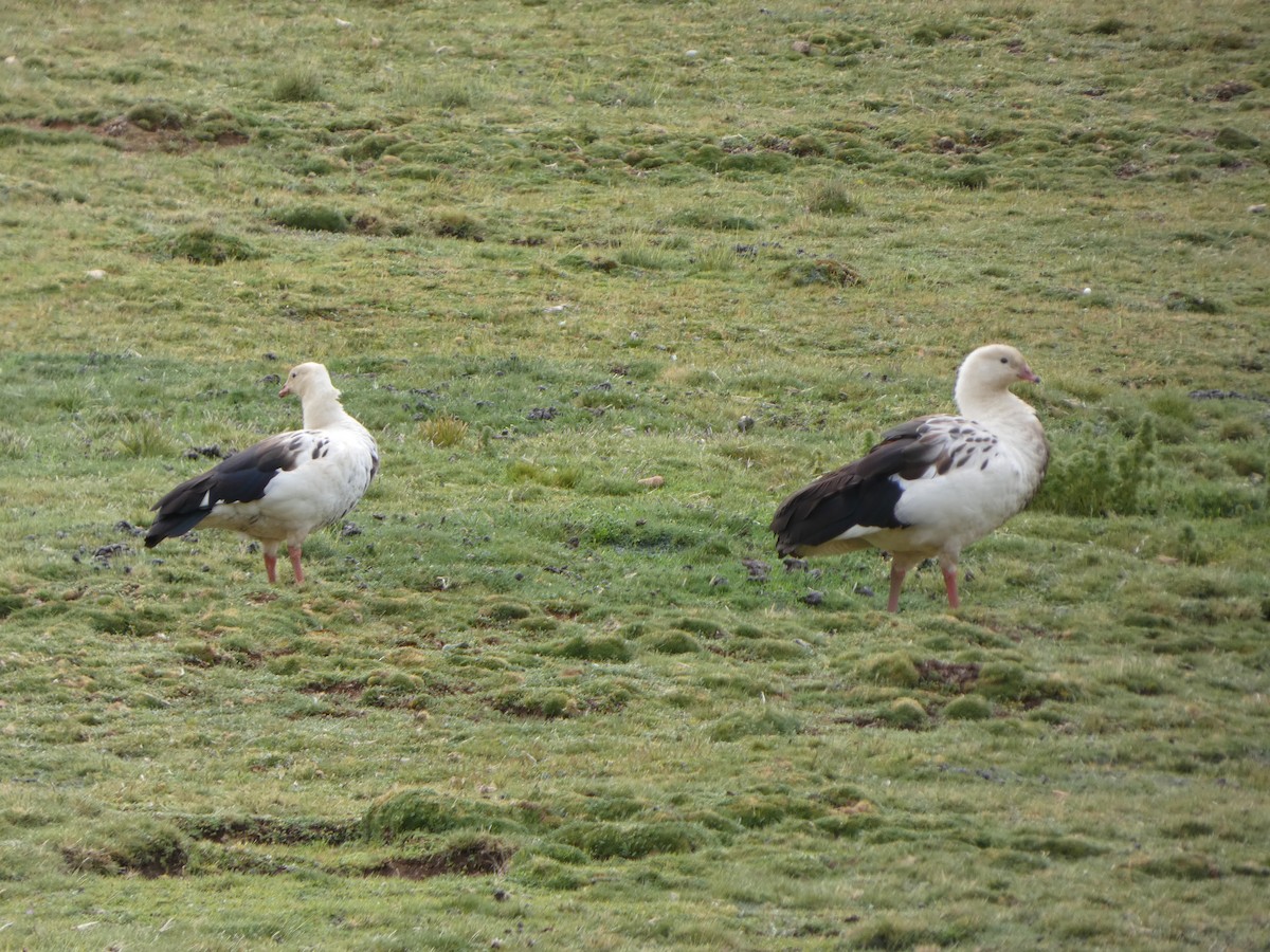 Andean Goose - ML618460982