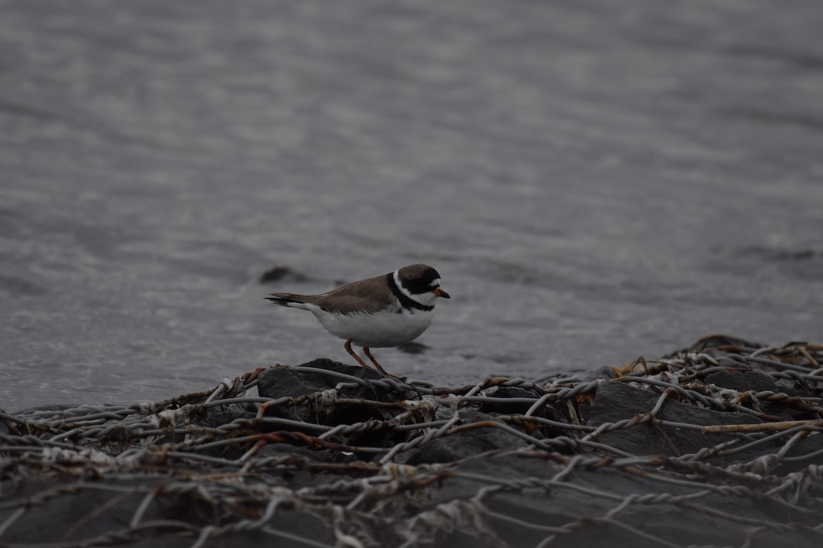 Semipalmated Plover - ML618460992