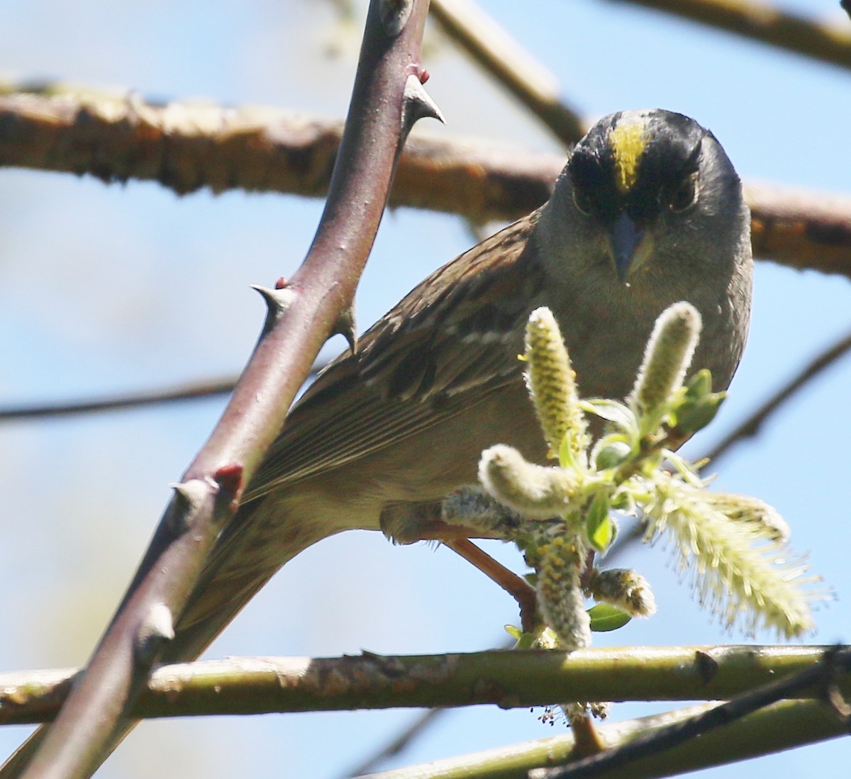 Golden-crowned Sparrow - ML618461010