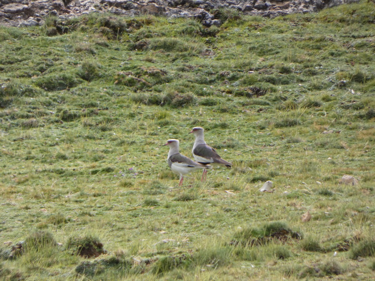 Andean Lapwing - ML618461016