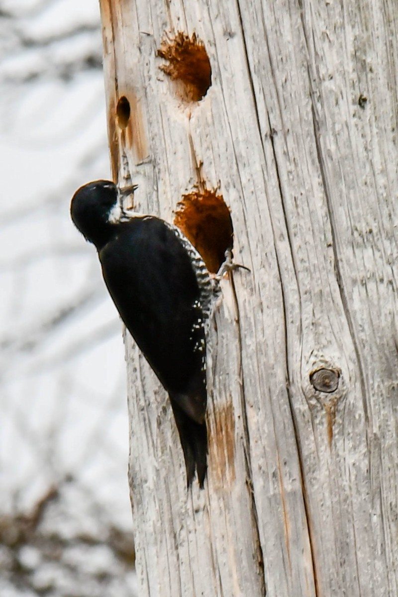 Black-backed Woodpecker - ML618461044