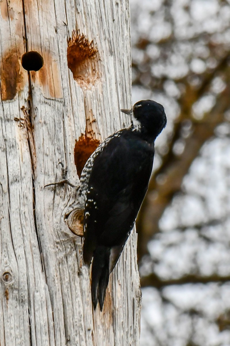 Black-backed Woodpecker - ML618461045