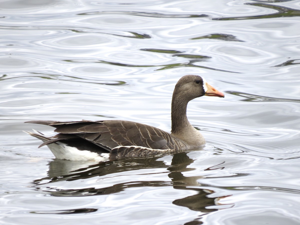 Greater White-fronted Goose - ML618461117