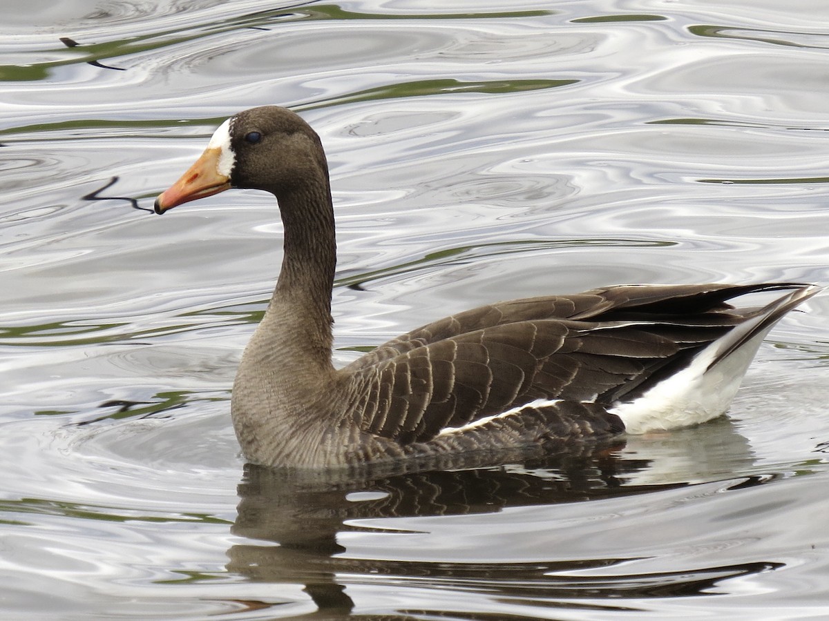 Greater White-fronted Goose - ML618461118