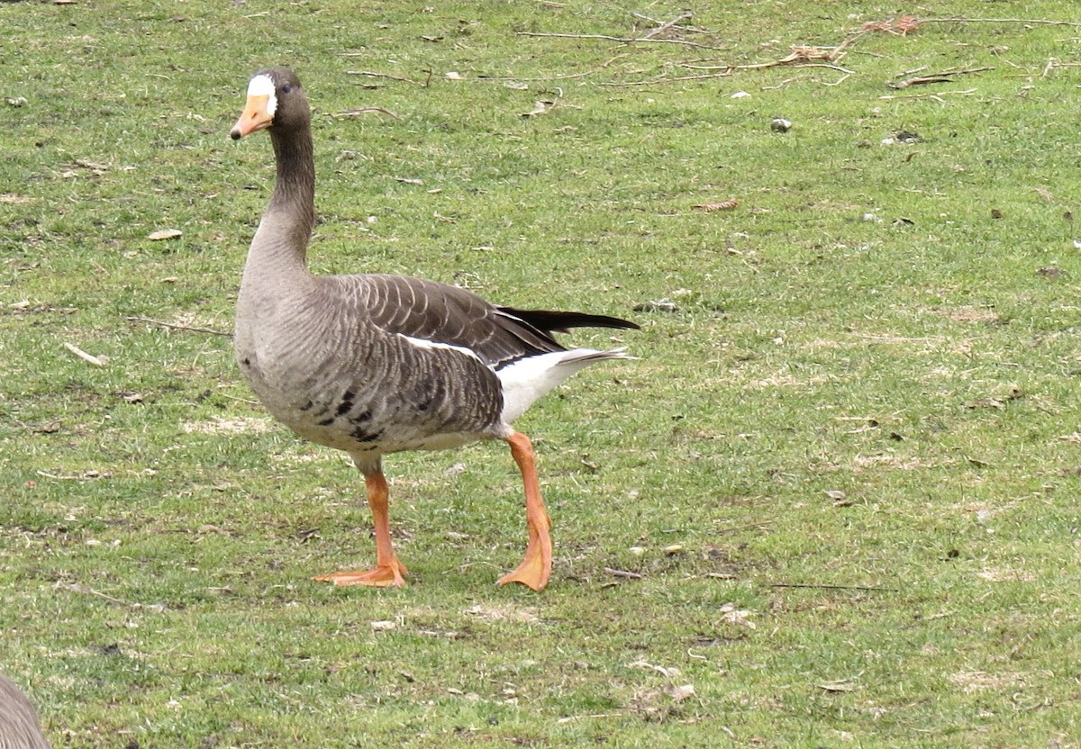 Greater White-fronted Goose - ML618461119