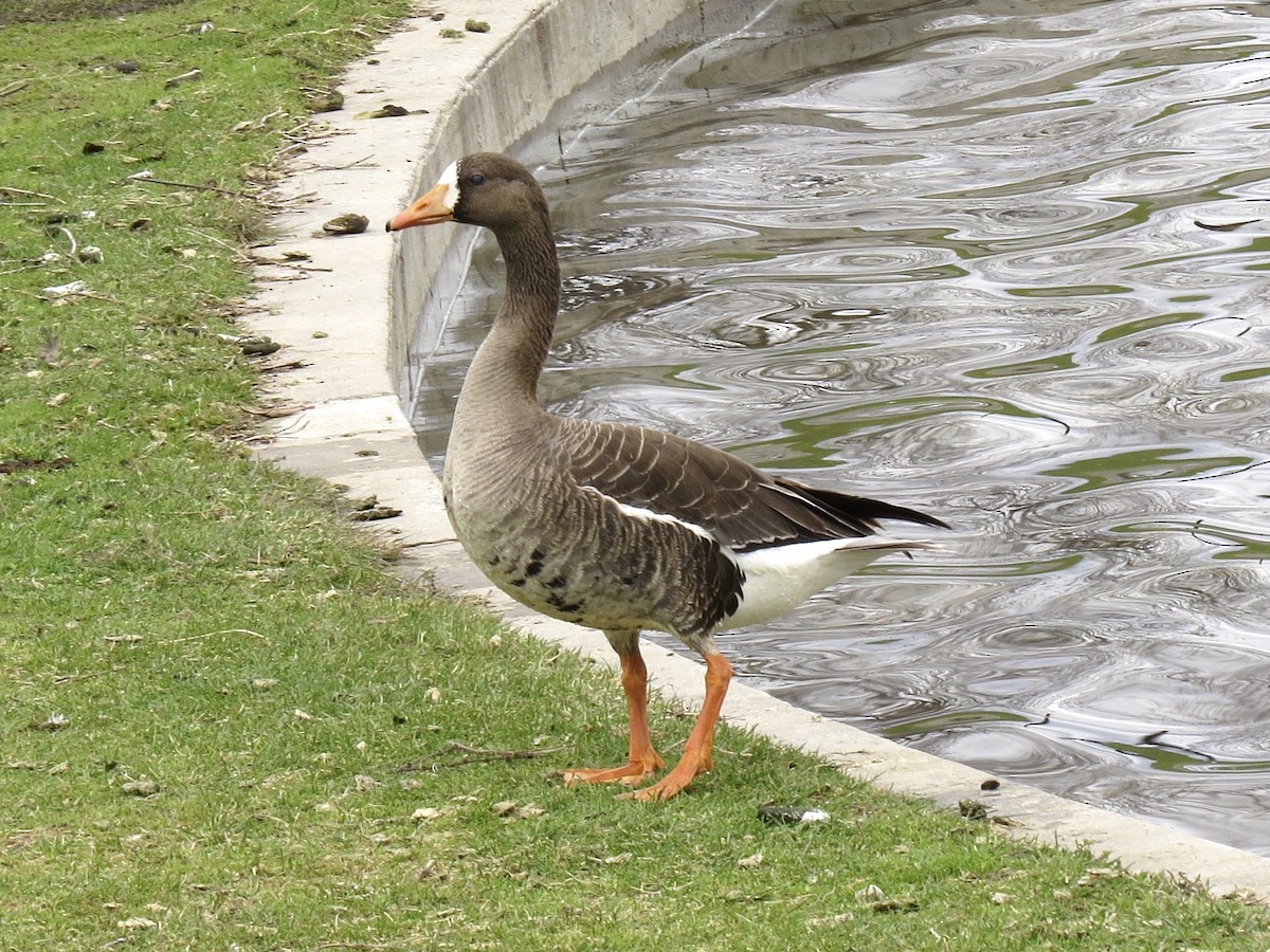 Greater White-fronted Goose - ML618461121