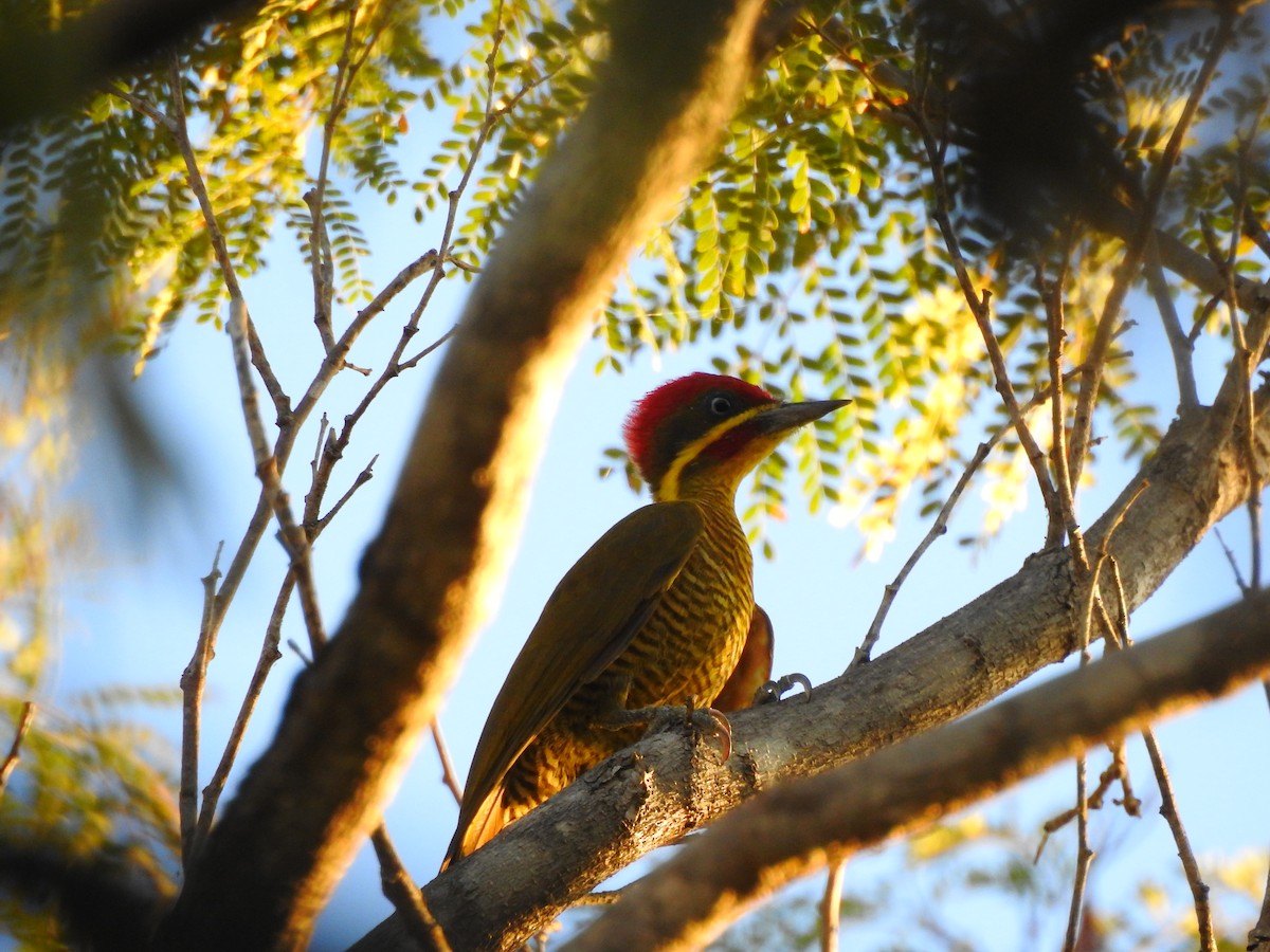 Golden-green Woodpecker (Golden-green) - ML618461145