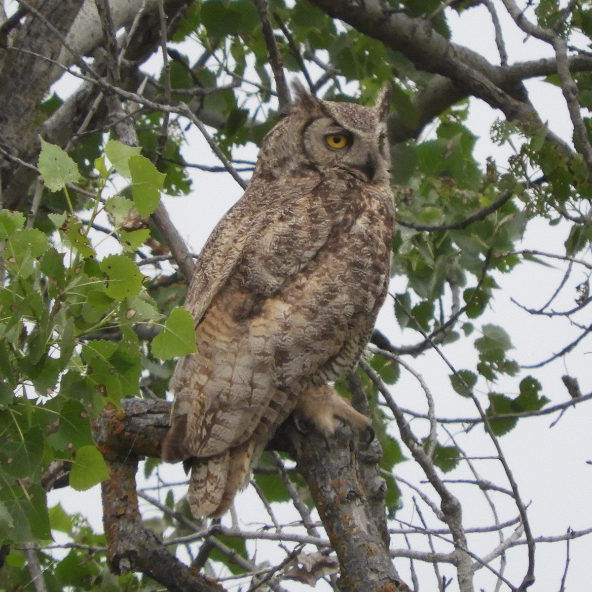 Great Horned Owl - ML618461156