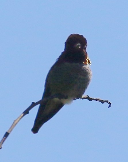 Anna's Hummingbird - ML618461169