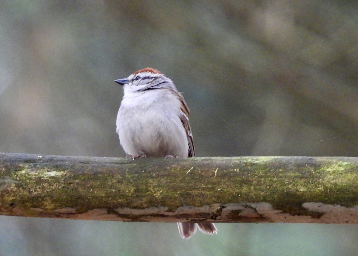 Chipping Sparrow - ML618461191