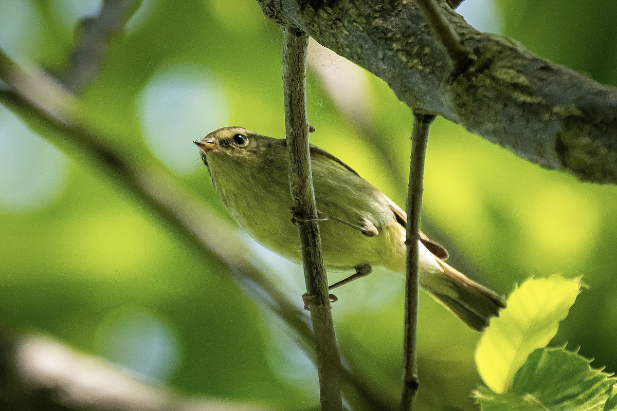 Yellow-browed Warbler - ML618461198