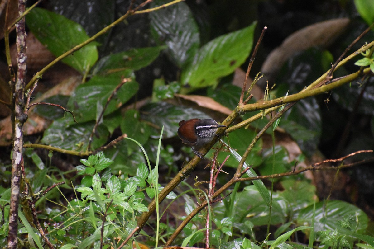 Gray-breasted Wood-Wren (Andean) - ML618461248