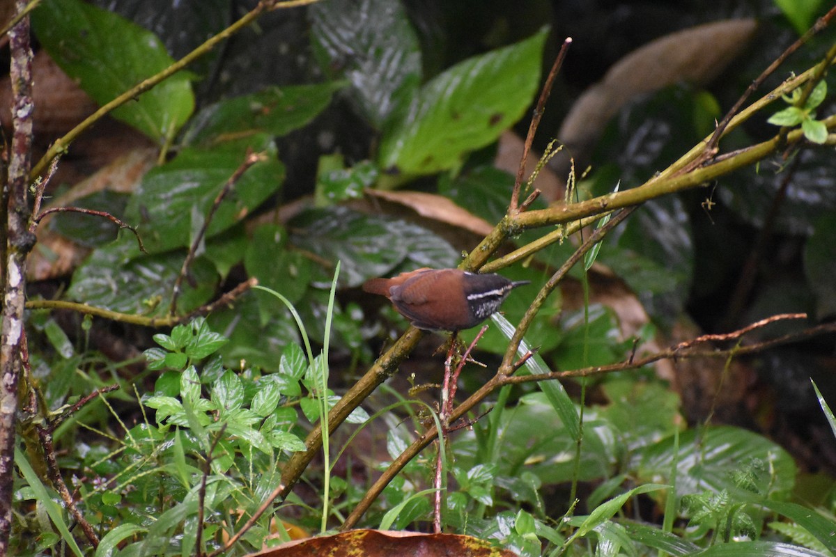 Gray-breasted Wood-Wren (Andean) - ML618461249