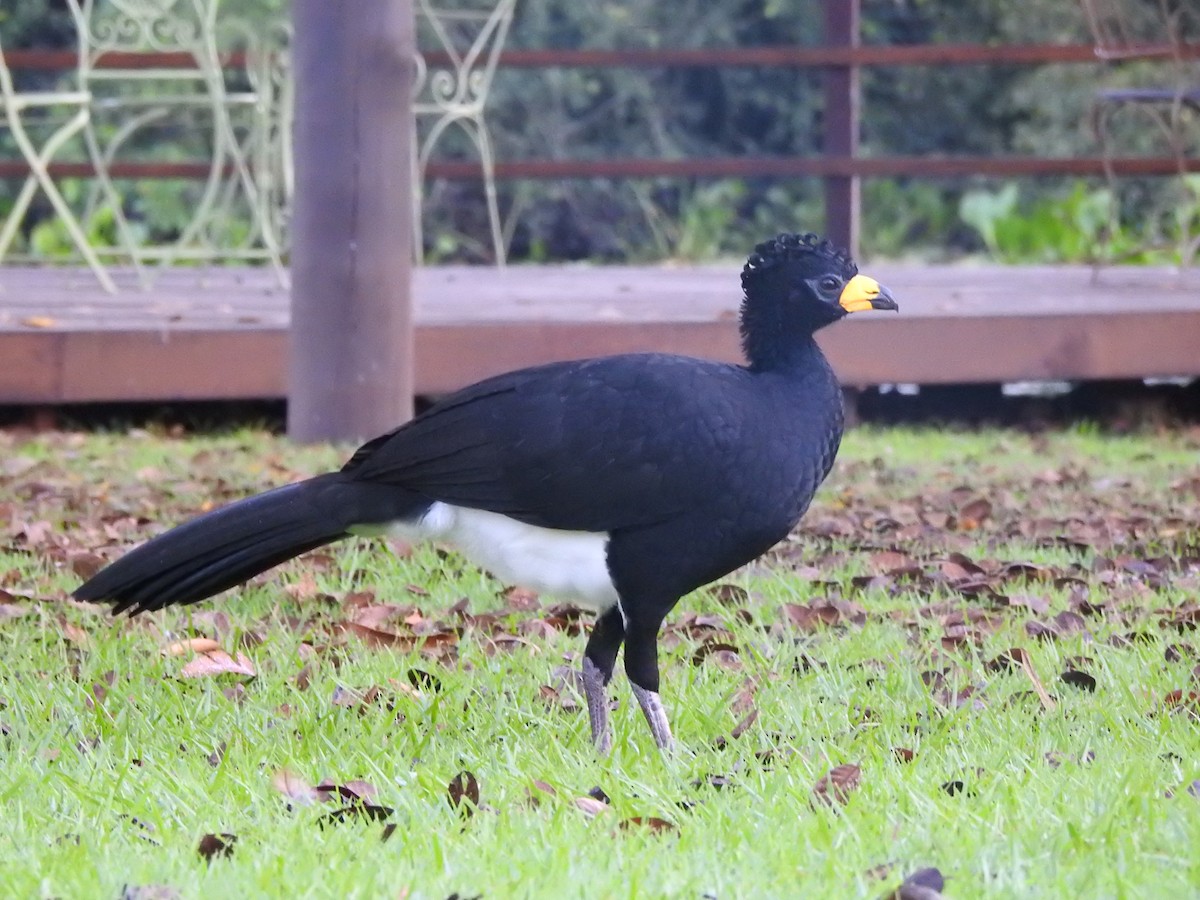 Bare-faced Curassow - ML618461258