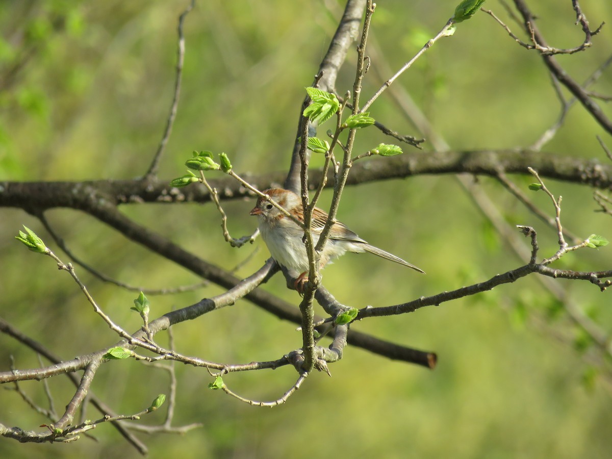 Field Sparrow - ML618461264