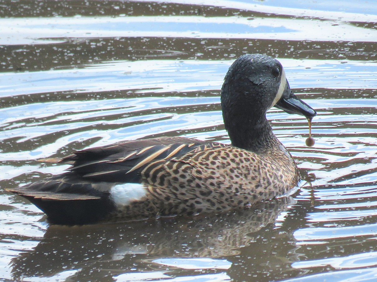 Blue-winged Teal - ML618461296