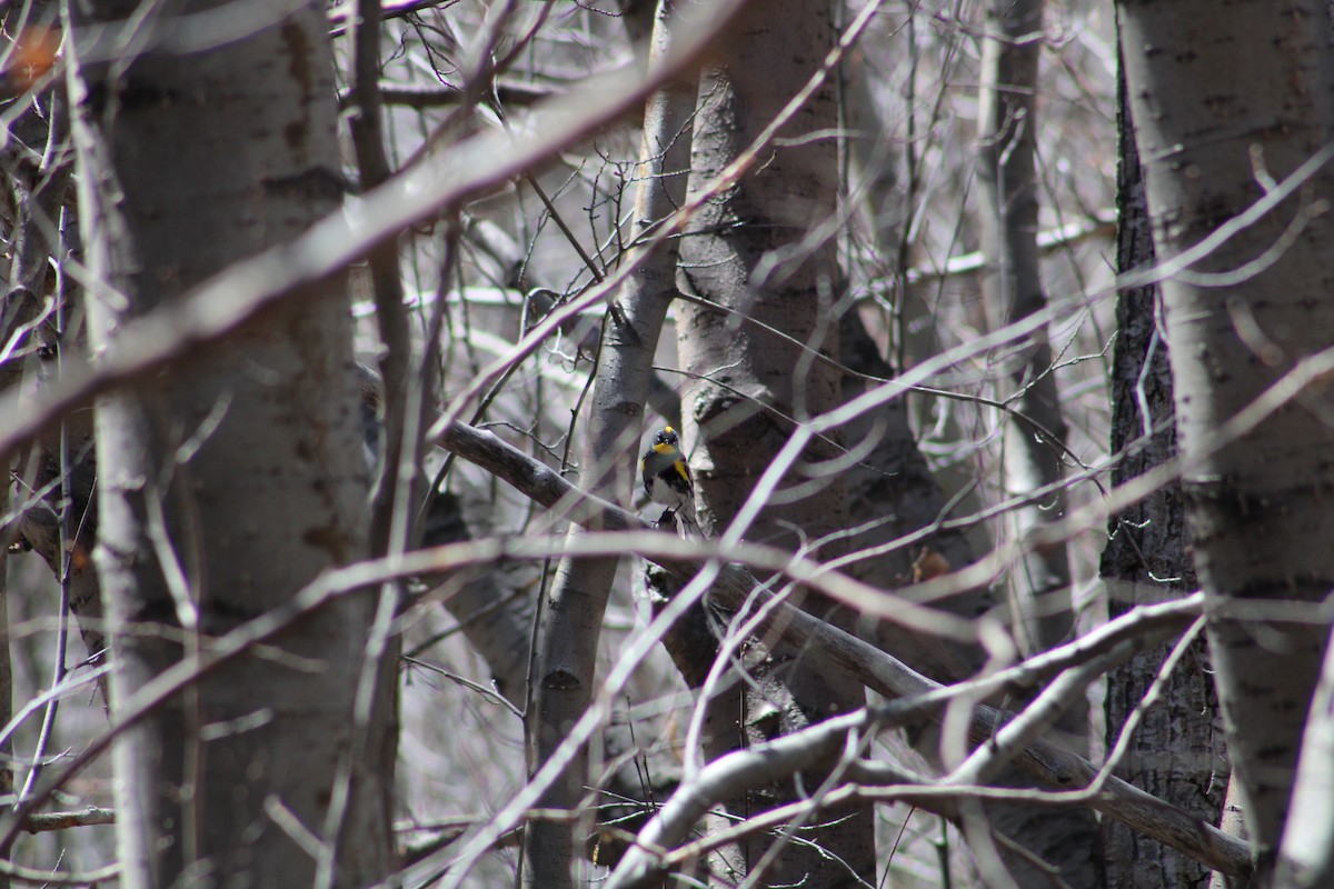 Yellow-rumped Warbler - ML618461297