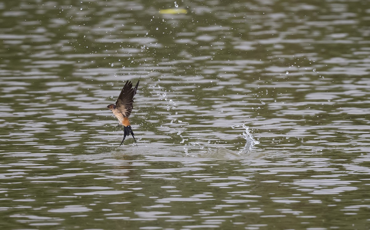 Red-rumped Swallow - ML618461337